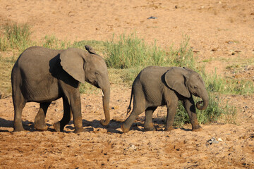 Afrikanischer Elefant / African elephant / Loxodonta africana