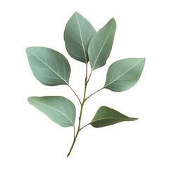 Eucalyptus leaves, isolated on transparent background
