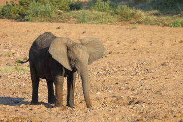 Afrikanischer Elefant / African elephant / Loxodonta africana
