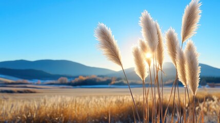 Obraz premium Pampas grass gently sways against a backdrop of a sunlit landscape.