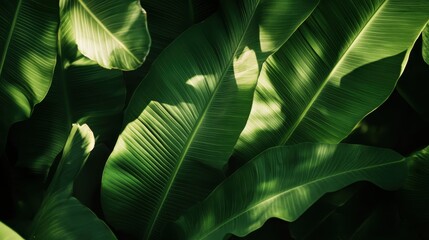Fototapeta premium A close-up of vibrant green banana leaves, showcasing intricate patterns and textures in a natural setting.
