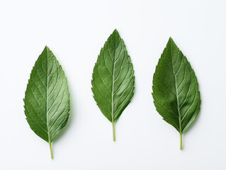 Fototapeta premium A Closer Look at Lush Mint Leaves: Showcasing Their Vivid Green Color, Delicate Veins, and Glossy Finish—Ideal for Culinary and Decorative Applications.