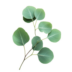 Eucalyptus leaves, isolated on transparent background
