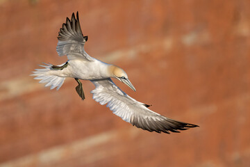 Basstölpel fliegt im Abendlicht über die Klippen von Helgoland