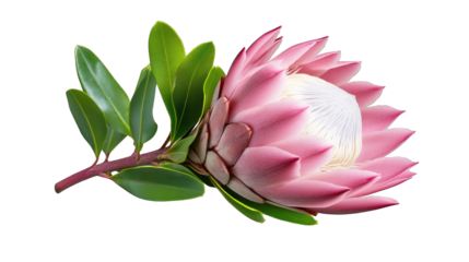 A pink flower with green leaves