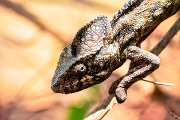 close up of the face of Oustalet's chameleon © jtplatt