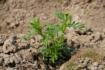 The tiny marigold plant with flower bud in close up with a blurry background