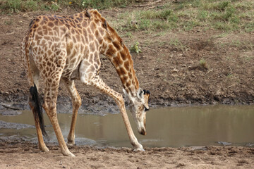 Giraffe / Giraffe / Giraffa camelopardalis