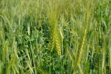 The flowerhead of wheat grain plant in close up with a blurry background
