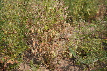 The dried lentils on the dried lentil plants close up on the vegetable bed