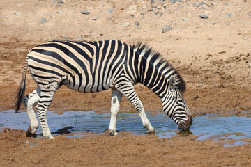 Steppenzebra / Burchell's zebra / Equus quagga burchellii