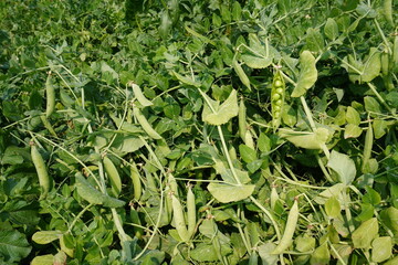 Fototapeta premium Green Pea Plants with Hanging Pods, Botanical Close Up of Agricultural Crop in Natural Light