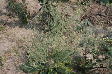 Brassica carinata also known as Abyssinian cabbage, Abyssinian mustard, or African cabbage on the ground