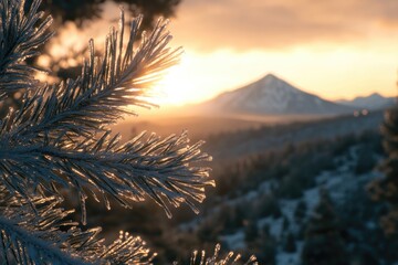 Frost-covered pine needles glisten in the golden light of a winter sunset, mountains in the background.