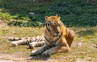 Portrait of tigers in their natural habitat