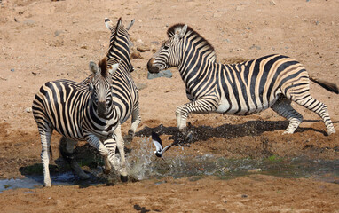 Steppenzebra / Burchell's zebra / Equus quagga burchellii.