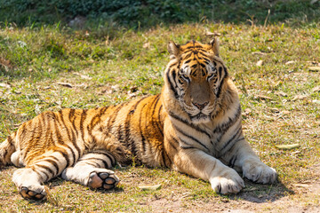 Portrait of tigers in their natural habitat