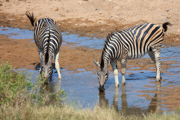 Obraz premium Steppenzebra / Burchell's zebra / Equus quagga burchellii
