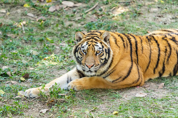 Portrait of tigers in their natural habitat