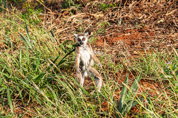Fototapeta premium Ring tailed lemur on the move