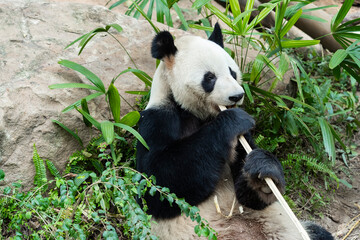 Obraz premium Panda eating shoots of bamboo. Rare and endangered black and white bear.