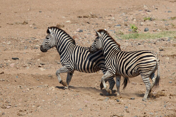 Steppenzebra / Burchell's zebra / Equus quagga burchellii.