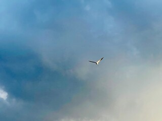 Seagulls flying over the Turkish Gulf in Izmir city