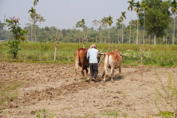 A farmer plowing a field with a pair of oxen