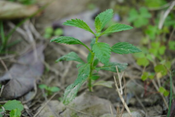 Pilea pumila also known as a clearweed plant in close up with a blurry background