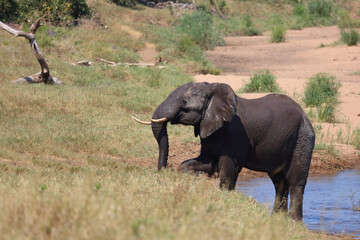 Fototapeta premium Afrikanischer Elefant / African elephant / Loxodonta africana