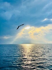 Seagulls flying over the Turkish Gulf in Izmir city