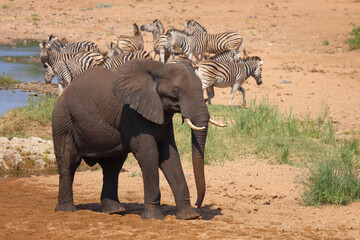 Fototapeta premium Afrikanischer Elefant und Steppenzebra im Tsendze River/ African elephant and Burchell's zebra in Tsendze River / Loxodonta africana et Equus quagga burchellii