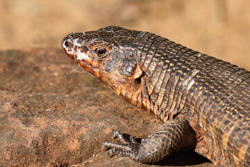 Felsen-Schildechse / Giant plated lizard / Matobosaurus validus