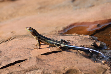 Fünfstreifenskink oder Blauschwanzskink / African five-lined skink or Rainbow skink / Mabuya quinquetaeniata uel Trachylepis quinquetaeniata