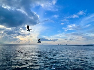 Seagulls flying over the Turkish Gulf in Izmir city