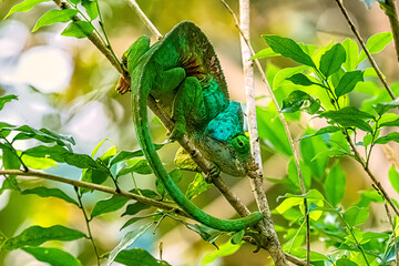 parsons chameleon found in a bush © jtplatt