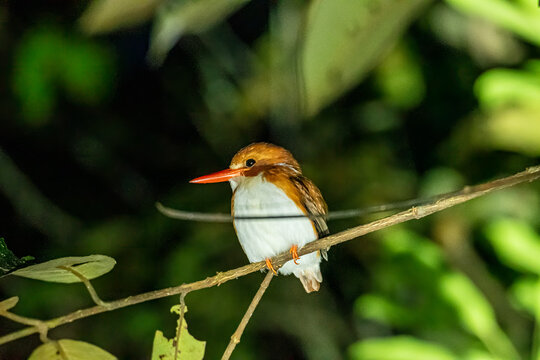 Endemic Madagascar pygmy kingfisher