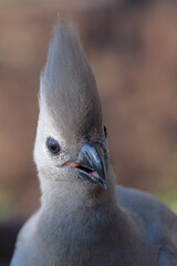 Naklejka premium Graulärmvogel / Grey lourie or Grey go-away-bird / Corythaixoides concolor