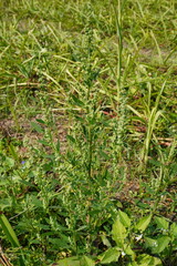 Chenopodium album commonly known as white goosefoot with its flowerheads on the ground