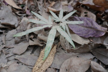Cutleaf Toothwort plant in the ground with full of dry leaves