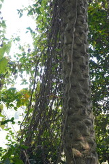 The trunk of the date palm tree has been covered by the Dolichandra unguis-cati also known as cat's claw creeper