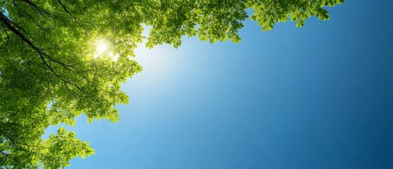 Fototapeta premium Sunlight Filtering Through Lush Green Tree Canopy Against a Clear Blue Sky with