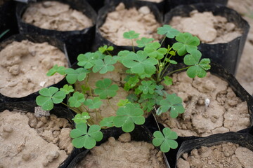 The clover plants have been grown in the soil of plastic bags