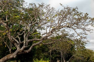 Typical tree of the Brazilian cerrado biome in an idyllic setting