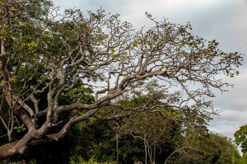 Typical tree of the Brazilian cerrado biome in an idyllic setting