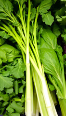 Obraz premium Set of fresh green vegetables, photo. White tone