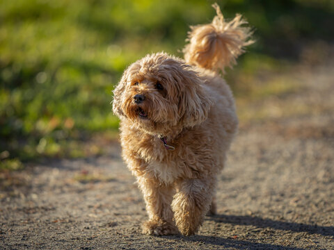 The Cavapoo (American English) or Cavoodle (Australian English) is a crossbreed of a Cavalier King Charles Spaniel and a Poodle. The cavapoo is speculated to have been first bred by designer dog breed