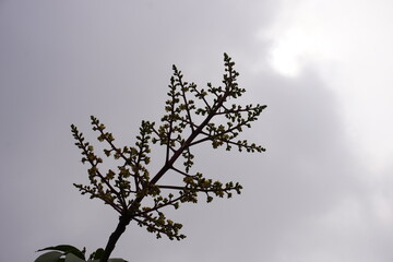 The flowerhead of mango close up with a bright cloudy sky background