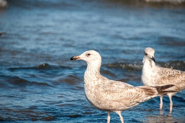 Seagulls Walking in Shallow Water on the Baltic Sea Shore