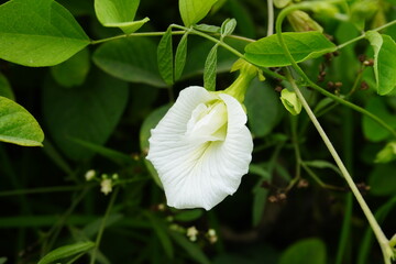 White Clitoria ternatea flower, also known as Butterfly Pea or Asian Pigeonwings is blooming on the...